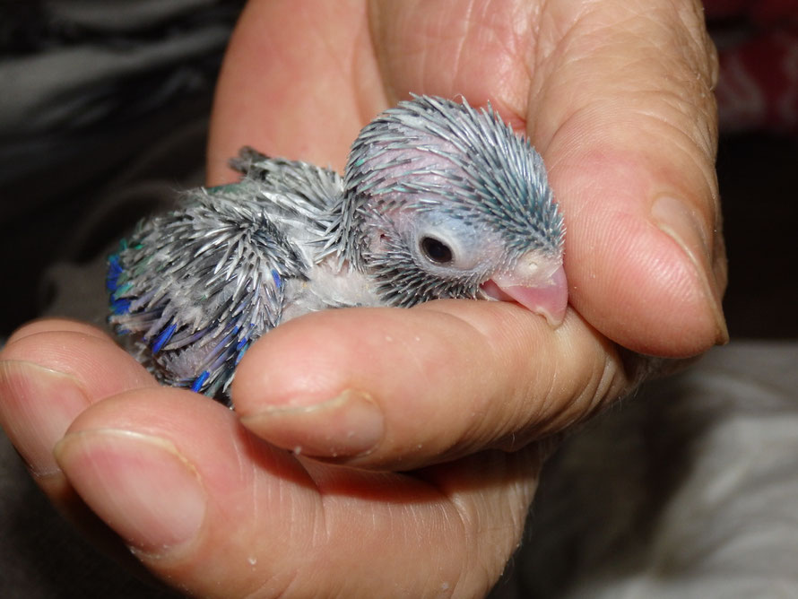 2019年8月30日 マメルリハインコ
