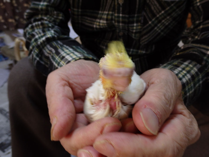 2020年12月5日 オカメインコ ルチノー