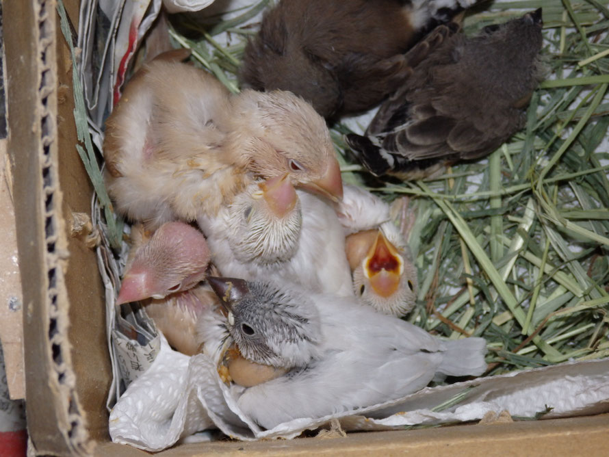 ２０１９年　５月２５日　シナモン文鳥　シルバー文鳥　白文鳥