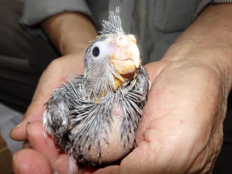 ２０１９年　６月１６日　オカメインコ