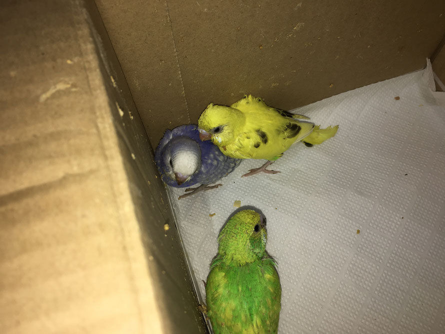 2018年 11月3日 セキセイインコ