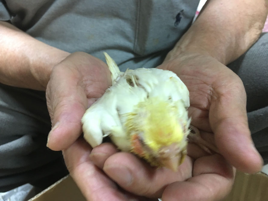 2019年7月18日 オカメインコ