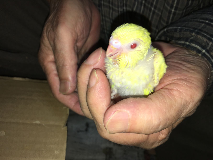 2018年 11月 7日 セキセイインコのヒナ