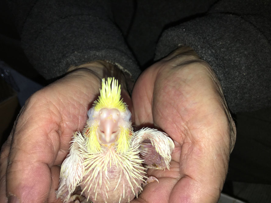2020年2月23日 オカメインコ ルチノー
