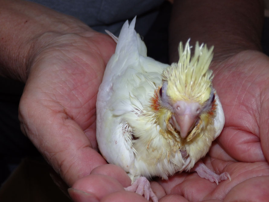 2019年7月13日 オカメインコ