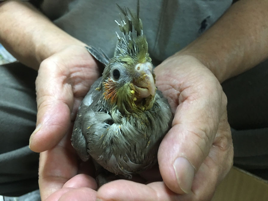 ２０１９年７月１７日　オカメインコ