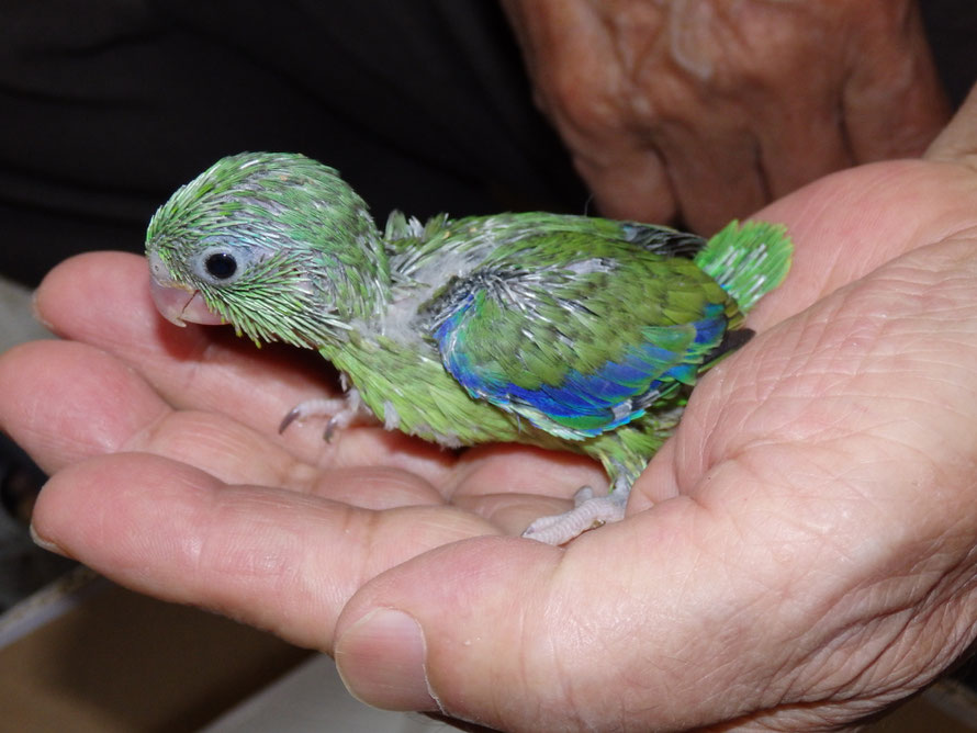 ２０１９年７月１５日　マメルリハインコ