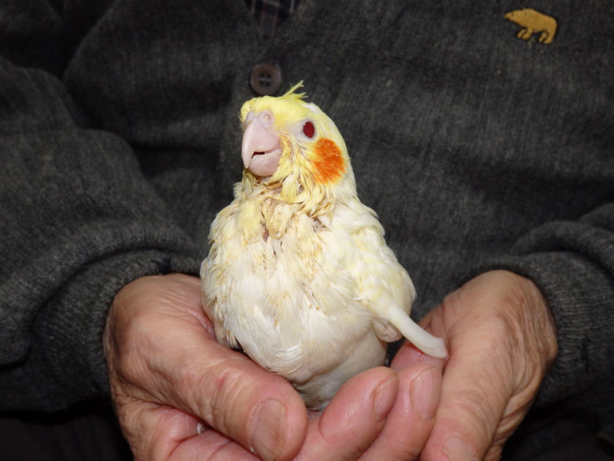 2018年 12月20日 白オカメインコ