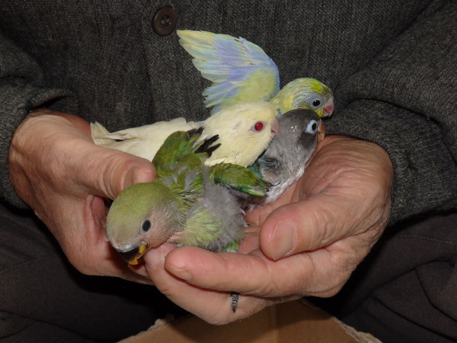 2019年1月19日 仲間入りしたインコ