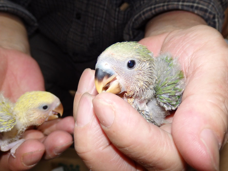 ２０１９年５月１３日　コザクラインコ