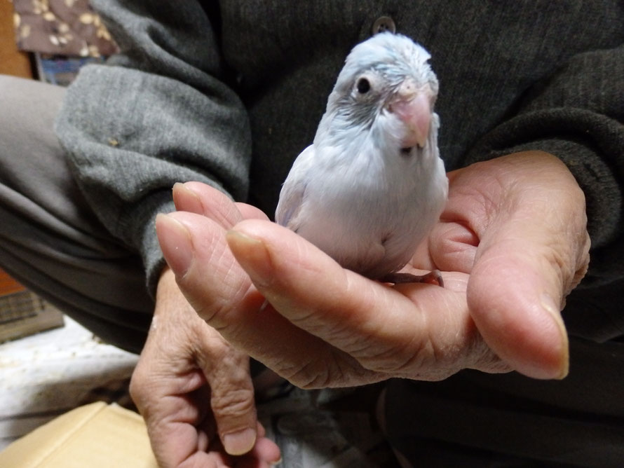 ２０１８年１２月１６日　マメルリハインコ　アメリカンホワイト