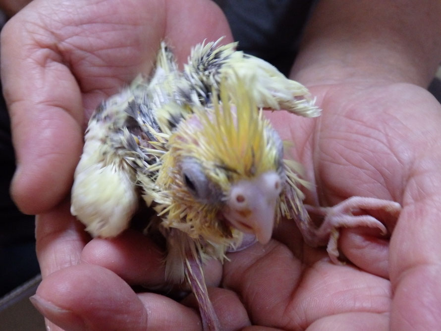 2019年7月15日 オカメインコ