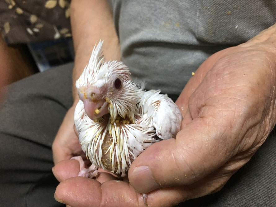 2019年7月5日　オカメインコピュアホワイト