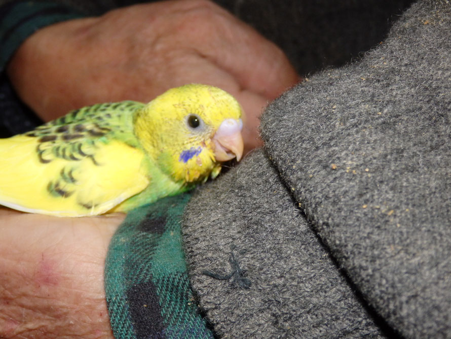 2019年12月9日 セキセイインコ