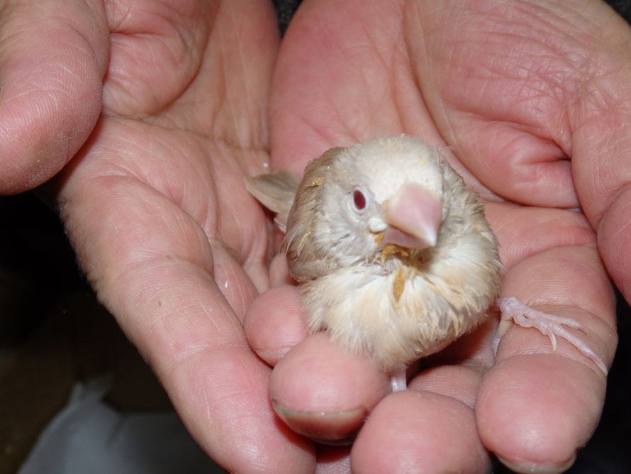 2019年3月17日 シナモン文鳥 ペットミッキン