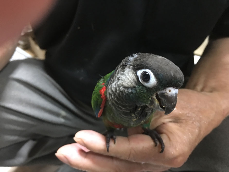 ２０１９年７月２０日　アオシンジュ　ウロコインコ　青真珠ウロコインコ