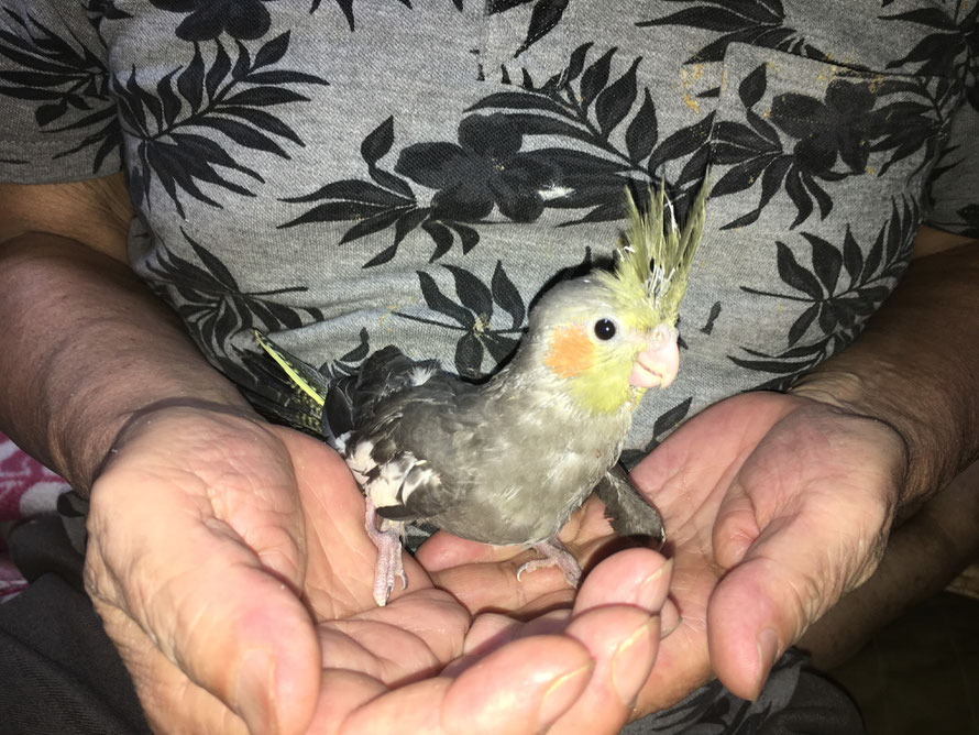 2019年9月3日 オカメインコ