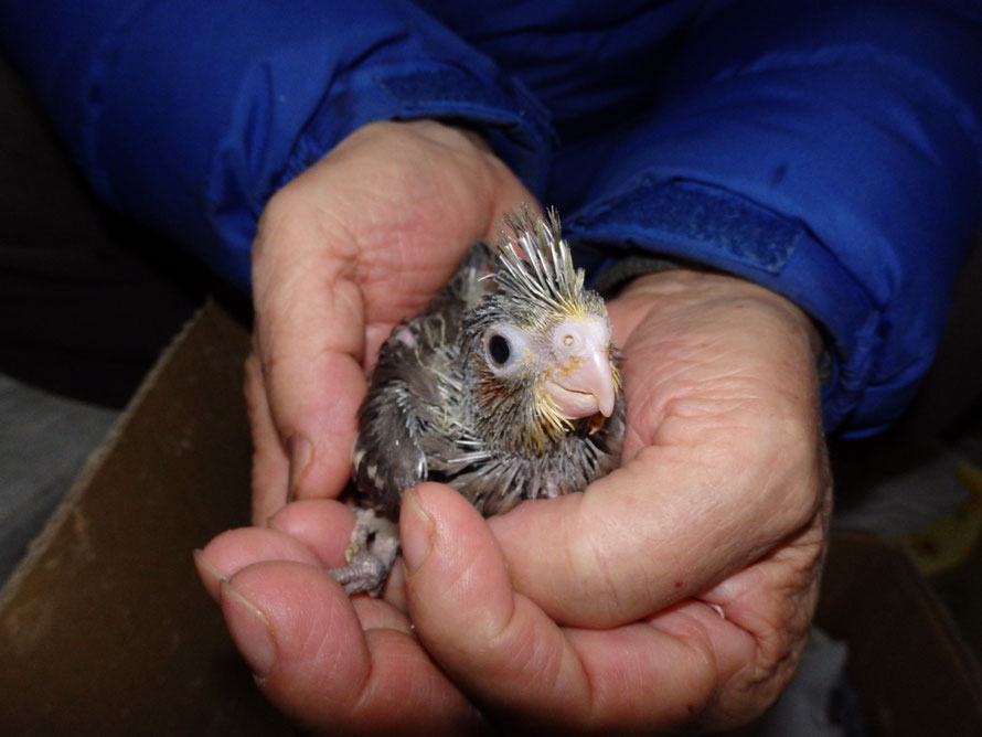 2019年2月14日 オカメインコのヒナ