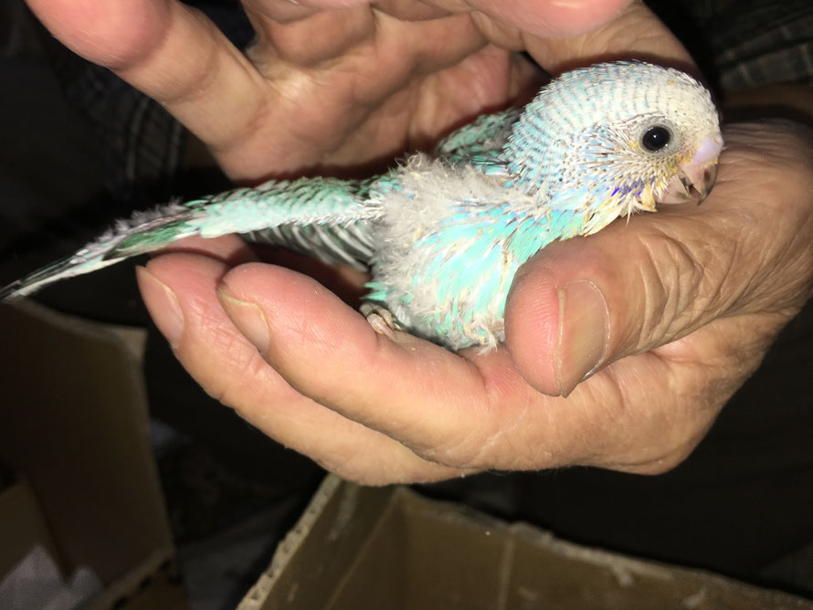 セキセイインコ