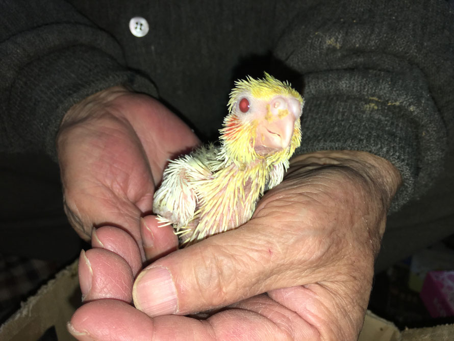 2018年 12月30日 白オカメインコ