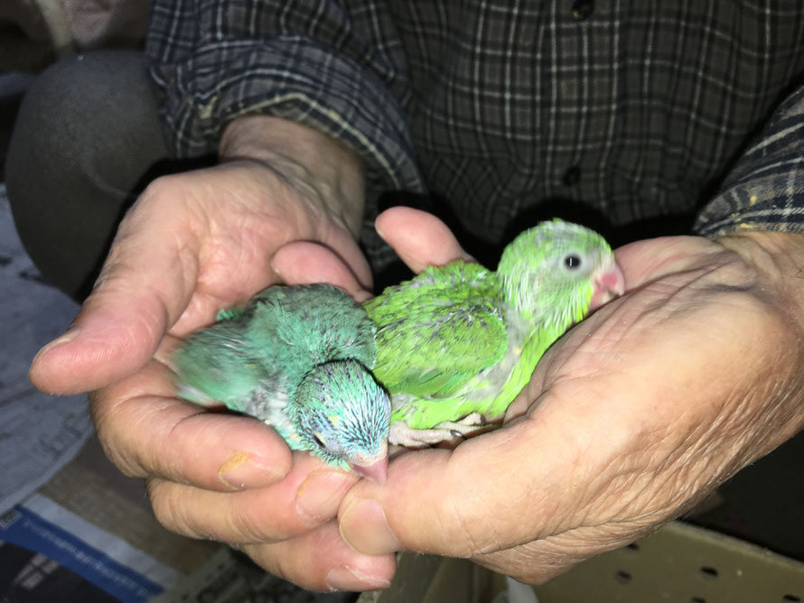 2018年 11月3日 マメルリハインコ