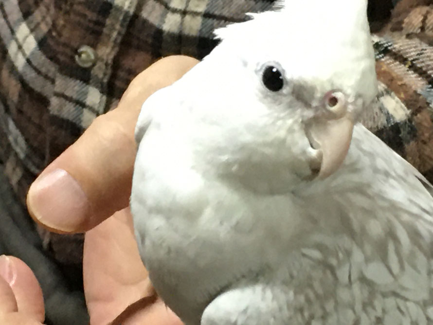 ２０２０年１２月２８日　手乗りオカメインコ　歌ダンスを出来ます。