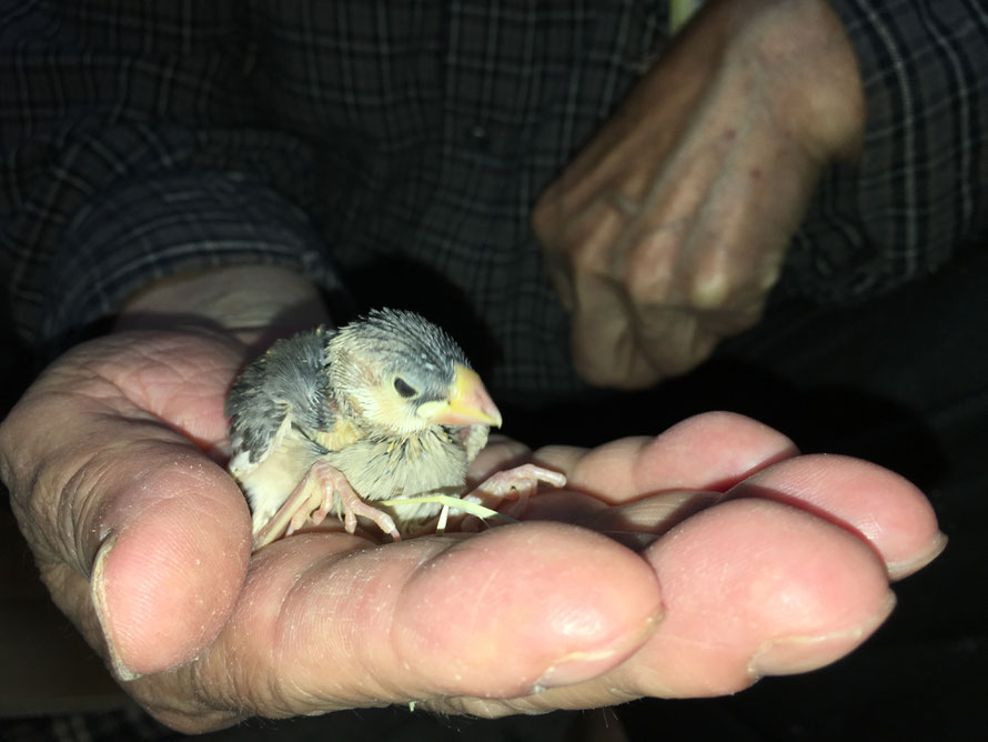 ペットミッキンの可愛い文鳥の雛です。