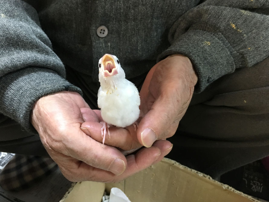 2018年 12月30日 白文鳥
