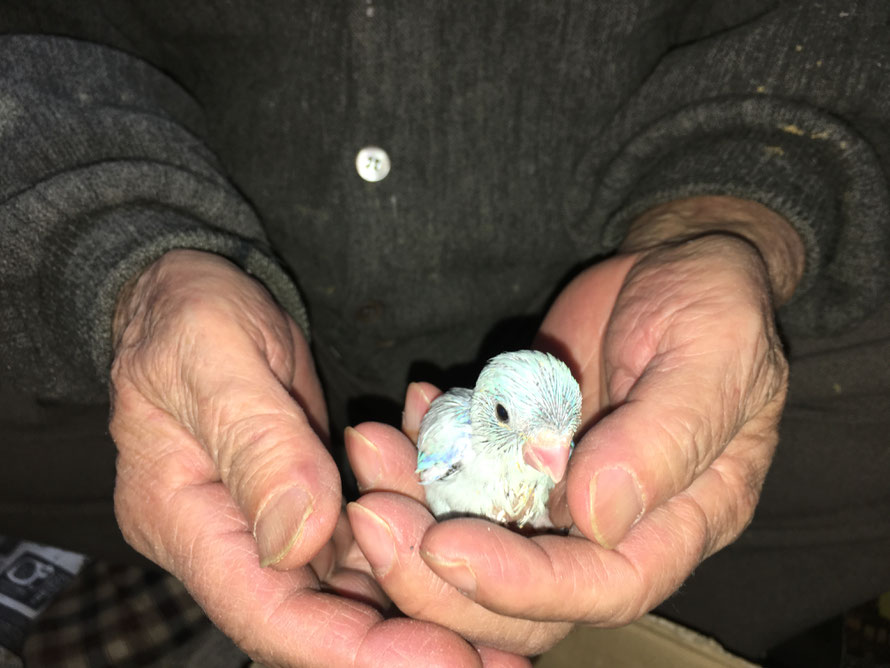 2018年 12月30日 マメルリハインコ アメリカンホワイト