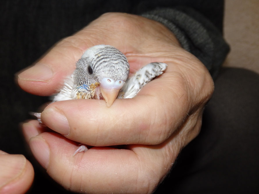 2019年4月3日 セキセイインコ