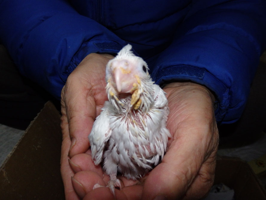 2019年2月14日オカメインコのヒナ
