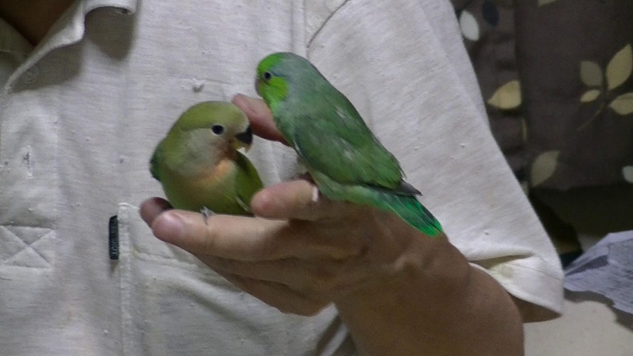 マメルリハとコザクラインコ