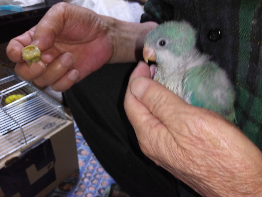 オキナインコ ブルー