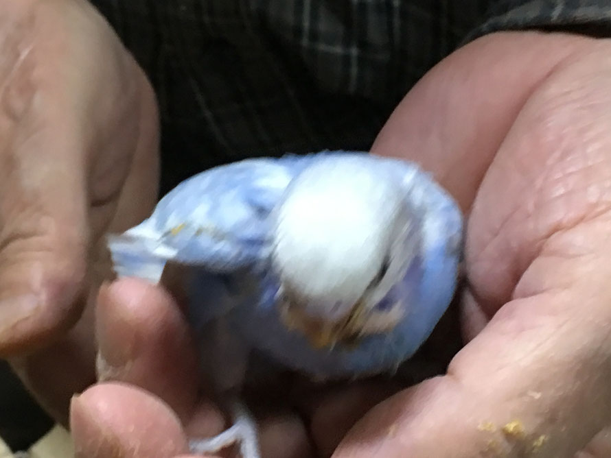 高級セキセイインコ