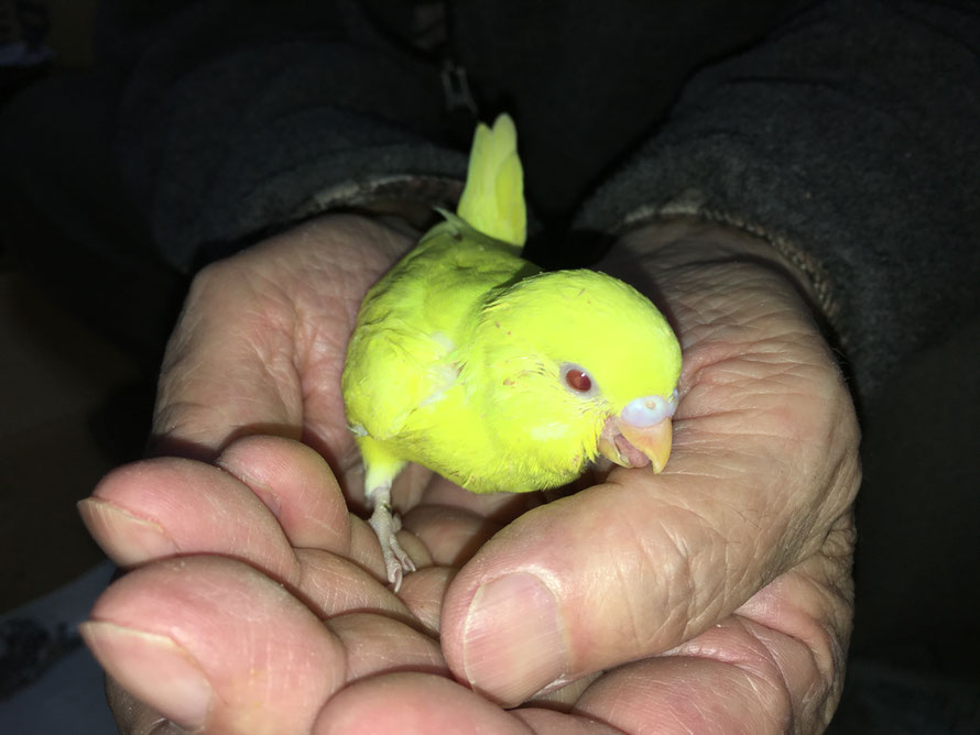 2020年3月19日 セキセイインコ