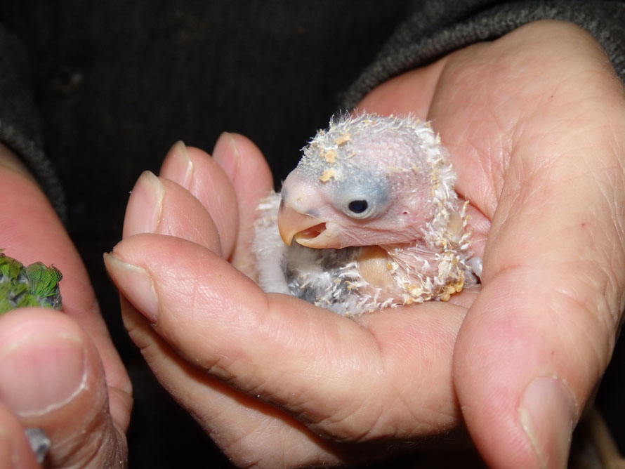 ２０１９年４月１９日　コザクラインコ