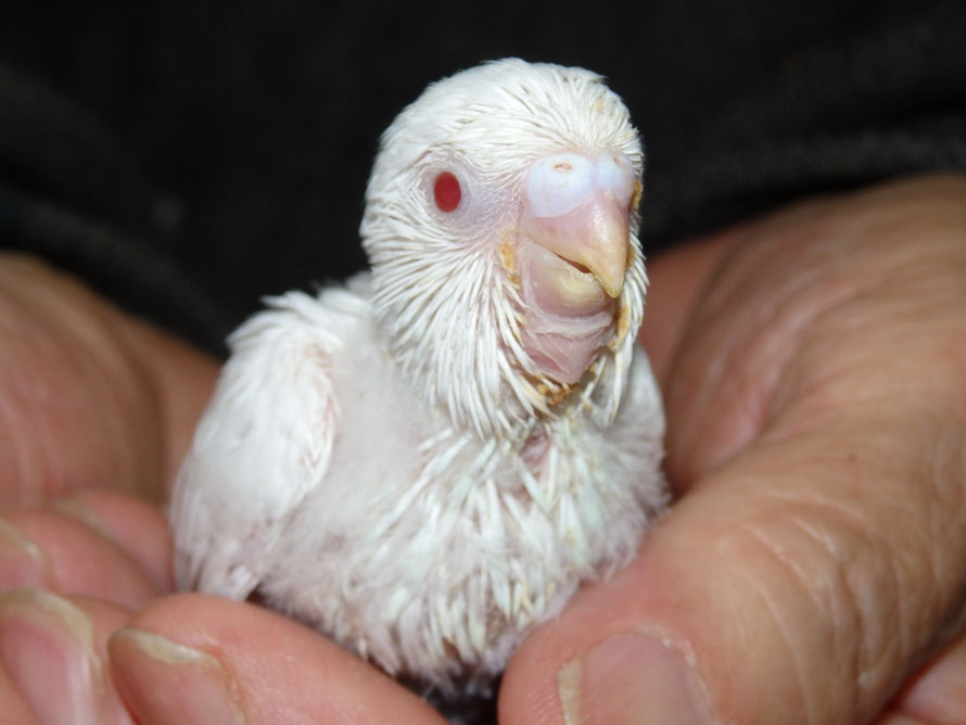 ２０１９年４月２０日　高級セキセイインコ　