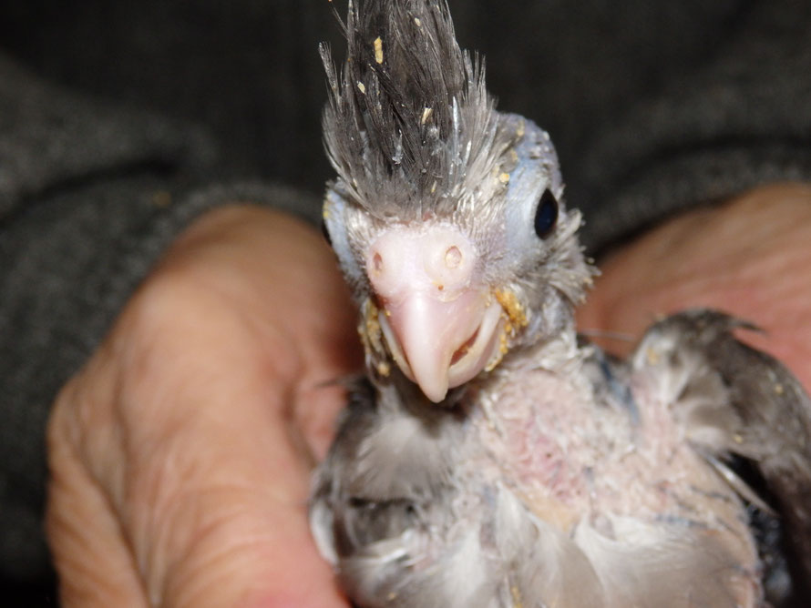 2019年2月25日 オカメインコ