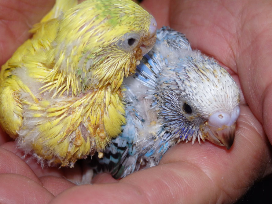 ２０１９年５月３１日　セキセイインコ