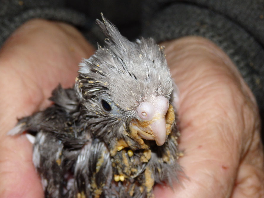 ２０１９年２月２５日　オカメインコ