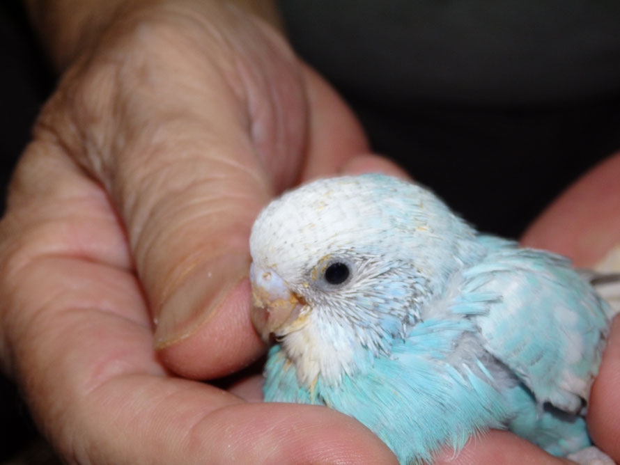 ブルー系高級セキセイインコ