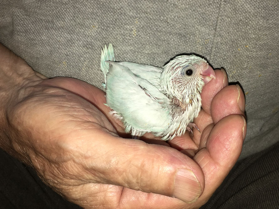 2019年7月1日 マメルリハインコ