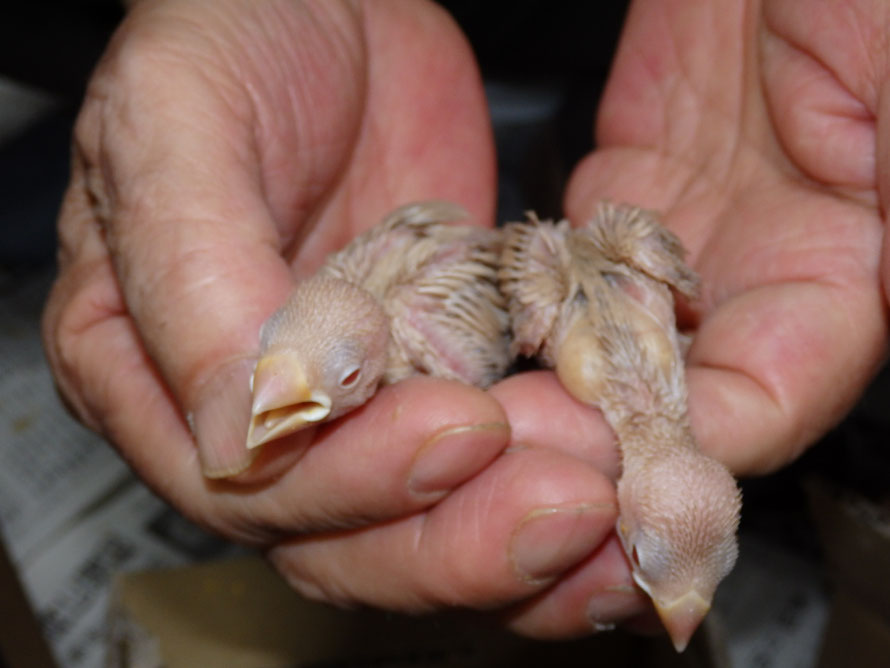 2019年5月17日 シナモン文鳥