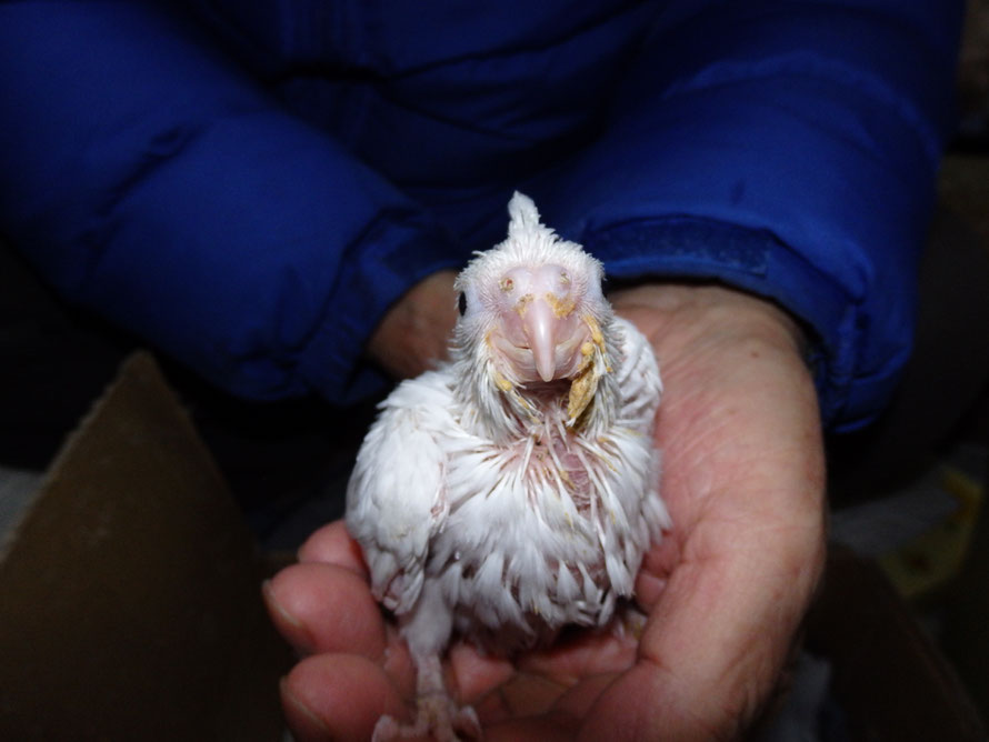 2019年2月14日オカメインコのヒナ