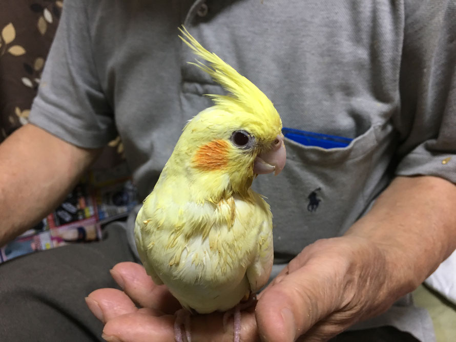 ２０１９年７月７日　白オカメインコ