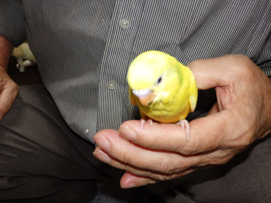 2019年 6月12日 セキセイインコ