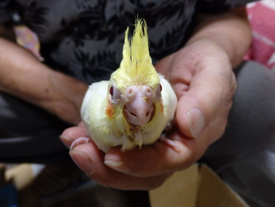 2019年8月4日 オカメインコ