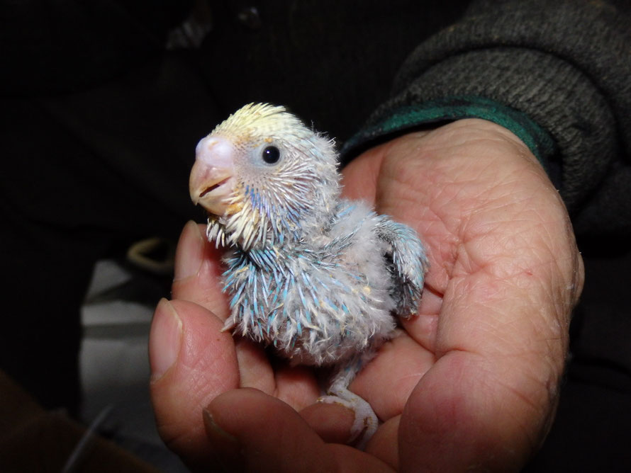 ２０１９年１２月９日　セキセイインコ