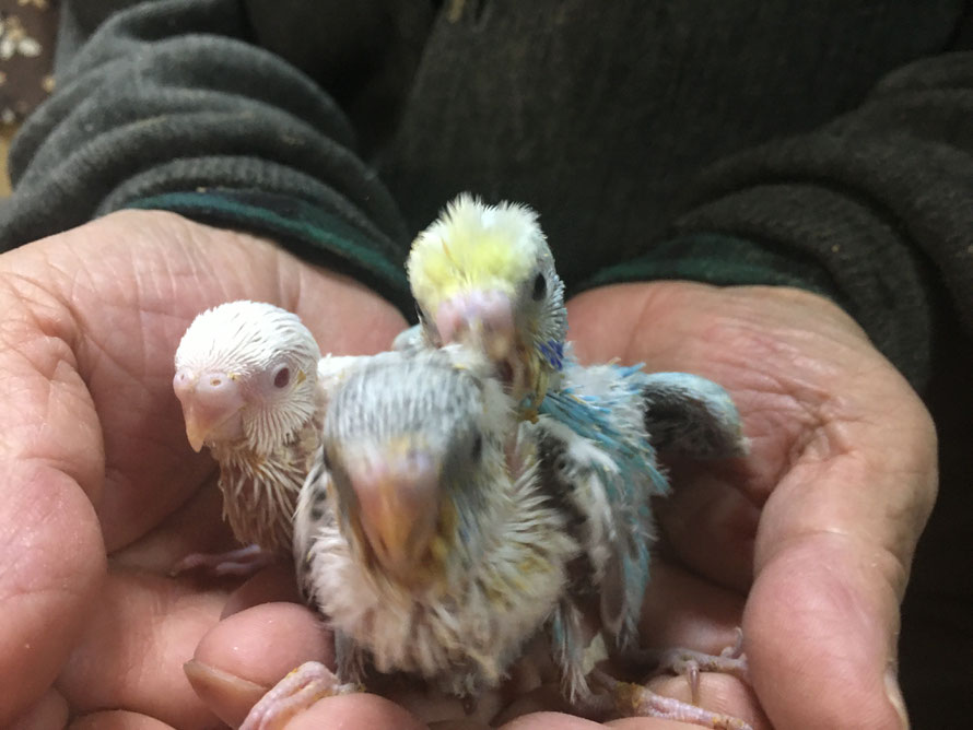 2019年12月27日 セキセイインコ