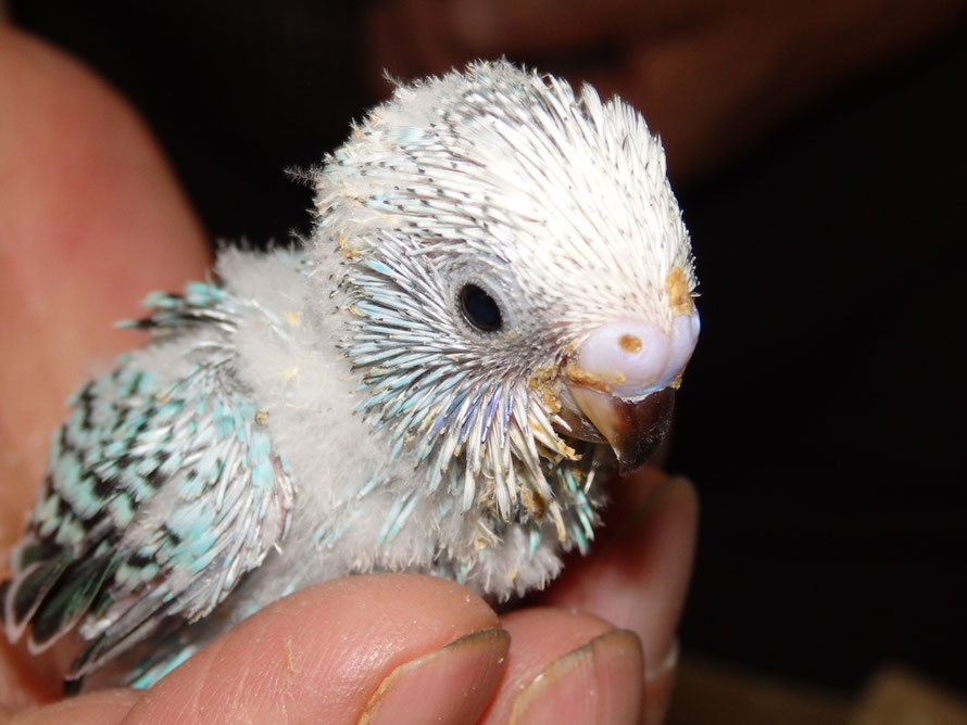 2019年5月12日 セキセイインコ